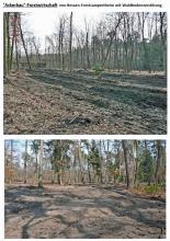 Hessen Staatswald &quot;Ackerbau&quot;-Methode Forstamt Lampertheim