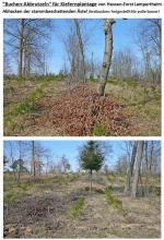Neu gepflanzte Nadelholzplantage mit Restbuchenschädigung