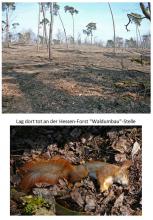 Hessen Staatswald Waldumbau für Kiefernplantage vom Forstamt Lampertheim