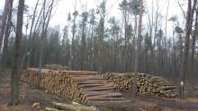 Massen an Holz werden aus dem Wald geholt!