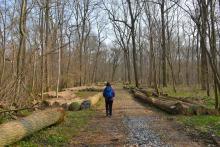 Breit ausgehauener massiv geschotterter Holzabfuhrweg im NSG Steiner Wald mit randlich gelagerten Stämmen. c Joachim2019