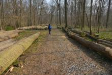 Wertvolle Altstämme für den Abtransport seitlich des geschotterten Weges gelagert. NSG Steiner Wald, Biblis-Nordheim. c Joachim2019