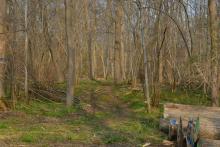 Rückegasse quer zum befestigten Abfuhrweg mitten in den bisher unversehrten Altholz-Blausternbestand. NSG Steiner Wald, Biblis-Nordheim. c Joachim2019