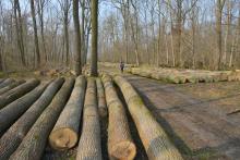 Wertvolle dicke Altstämme in großer Zahl für den Abtransport seitlich des Weges gelagert. NSG Steiner Wald, Biblis-Nordheim. c Joachim2019