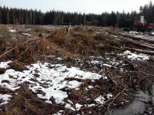 gerodetes Waldstück