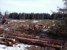 gerodetes Waldstück