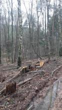 Auch nördlich des höher gelegenen Waldweges im Hagelgrund sind überall die Baumstümpfe gefällter junger Buchen zu sehen. Der Rand des Waldweges ist aufgeweicht und mit Fahrspuren von schweren Maschinen gezeichnet.
