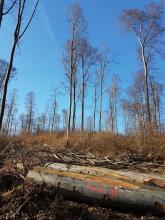 Einzelbäume, Schirmschlag anstatt dichter Waldbestand (Doris Hermann, 2019)