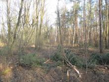 03_ Birgit Rac, 2020, Eselsforth