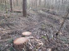 05_ Birgit Rac, 2020, Eselsforth