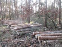 02_ Birgit Rac, 2020, Eselsforth