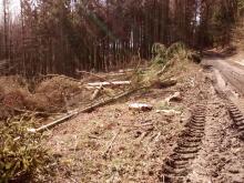 tiefe Harvester-Spuren und umgeschlagene Bäume