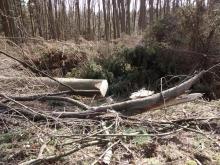 Abgesägter Baum mit Baumkrone und Nadeln usw.