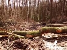 kleine und größere gefällte Bäume liegen rum