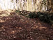 die Bäume liegen noch nach dem Fällen auf dem Boden