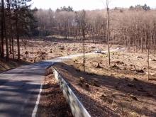links und rechts der Strasse sind alle Bäume auf einem gewissen Areal abgeholzt worden