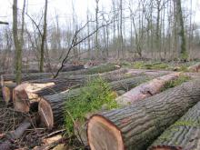 03_20_T.02.A Wörlitz, B.Rac 2020