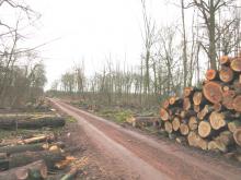 04_20_T.02.A Wörlitz, B.Rac 2020