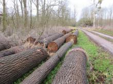 05_20_T.02.B Wörlitz, B. Rac 2020