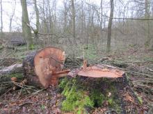 05_Wörlitz, Weg zur Rosenwiesche, 20/T.03A, B. Rac, 2020