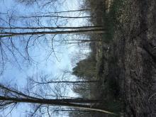 An dieser Stelle sind die Fällungen am intensivsten gewesen. Man kann hier fast schon von Rodung sprechen, da nicht mehr viele Bäume stehen. © Florian Voss 2020