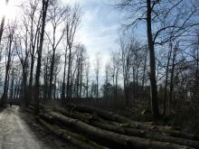 Hier ist erneut die große Baumentnahme zu sehen. © Florian Voss 2020