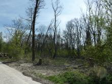 Die meisten großen Bäume sind gefällt worden. Nur noch niedriges Buschwerk ist teilweise vorhanden. © Florian Voss 2020