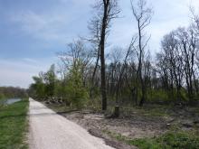 Hier ein Überblick über die Länge der Schadensfläche, die bis zur nächsten Flusskurve reicht. Es ist zu sehen, dass kaum noch große Bäume stehen. © Florian Voss 2020