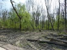 Neben der gerodeten Fläche sind hier die tiefen Spuren im und Schäden am Waldboden zu sehen. © Florian Voss 2020