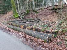 2020: Ein Jahr nach der Ernteaktion liegen zum Teil die Eichen immer noch am Wegerand