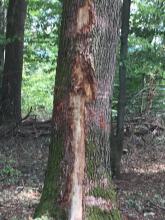 Eine von zahlreichen Schäden der Erntemaschinen und Forewarder an gesunden Eichen