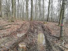 Auflichtung des Waldes