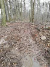 Auflichtung des Waldes