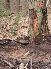 Schäden an gesunden nicht zu fällenden Bäumen