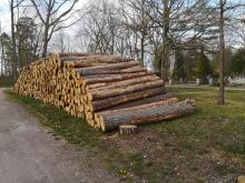 4_Z-Friedhof B. Rac 2020