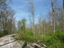 Starke Schirmschläge sind auf dem Bild zu erkennen, in der Bildmitte sind nur noch einzelne große Bäume zu sehen. © Florian Voss 2020