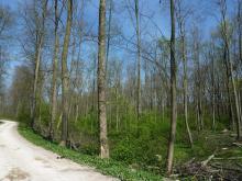 Auch hier ist die Auslichtung / der Schirmschlag zu sehen. © Florian Voss 2020