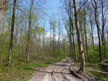 Hier ist neben der Auslichtung des Auwaldes die von den Waldfahrzeugen verursachte &quot;Fahrstraße&quot; zu sehen. © Florian Voss 2020