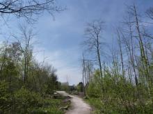 Hier ist der absolut brutale Schirmschlag zu sehen. Es sind alle großen Bäume gefällt worden, die allesamt ziemlich große Baumstammdurchmesser hatten. © Florian Voss 2020