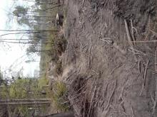 Wald abgeholzt udn Boden zerfahren