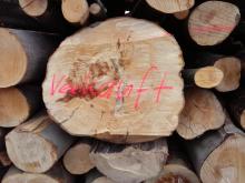 alte Laubbäume gefällt zum &quot;Verkauf&quot;