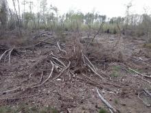 Überreste der Holzernte