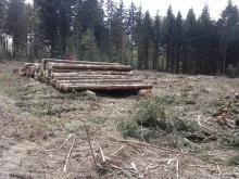 Rodung eines Fichtenbestandes