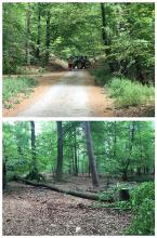 Buchenfällung neben Binnendüne