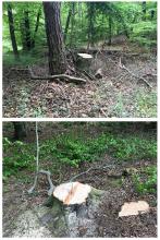 Fällung neben Binnendüne