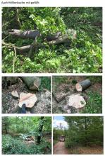 Höhlenbaumfällung etc.