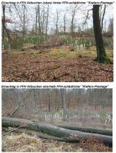 Gefällte Altbuche mit Großhöhle und Kiefernplantage