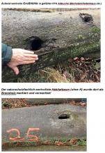 Gefällte Altbuche mit Großhöhle als Brennholz markiert