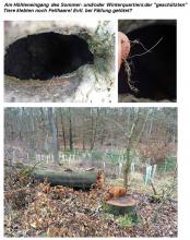 Gefällte Altbuche mit Großhöhle und Kiefernplantage