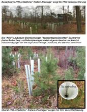 Schädliche Verkieferung und somit Vergrasung des FFH Reliktwaldgebiets